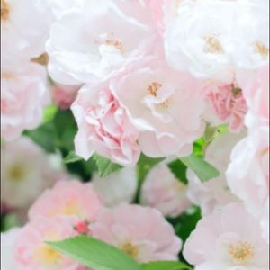 Meet your Posher, Camilla